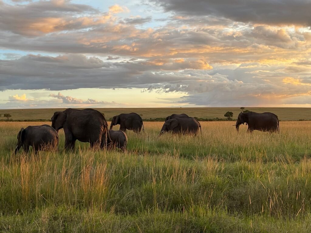 ANNEST KENYA SAFARIS