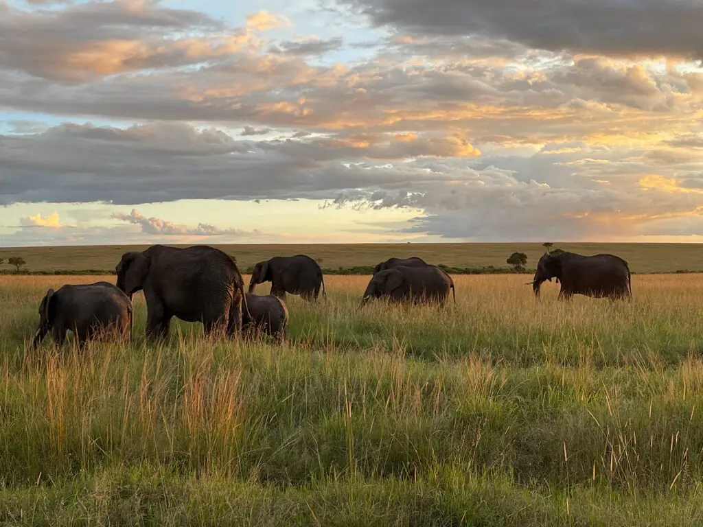 ANNEST KENYA SAFARIS