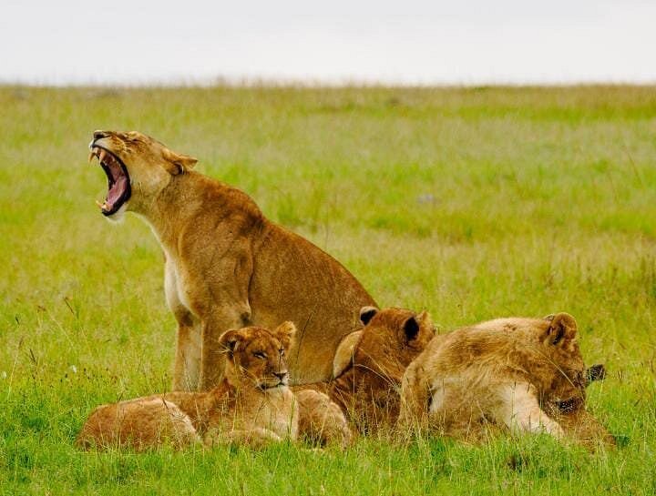 kenya safaris packages