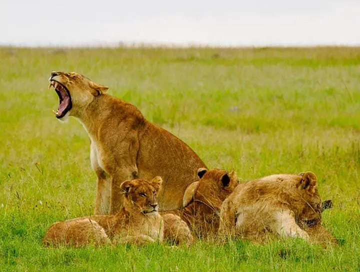 kenya safaris packages