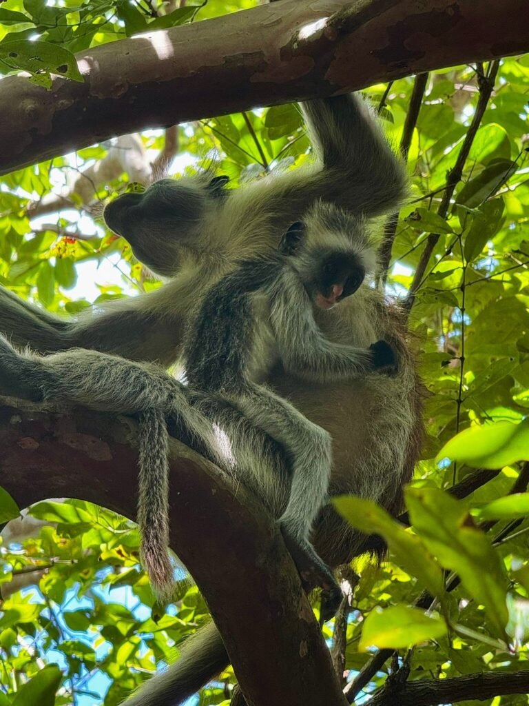 Zanzibar beach vacation