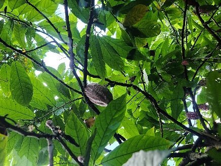 Zanzibar Spice Island Tour