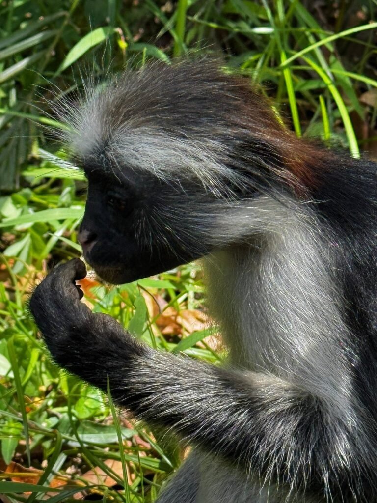 Jozani Forest Tour Zanzibar