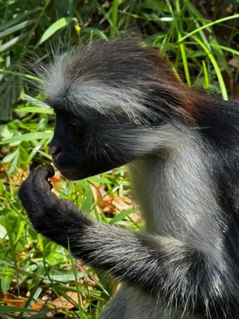 Jozani Forest Tour Zanzibar