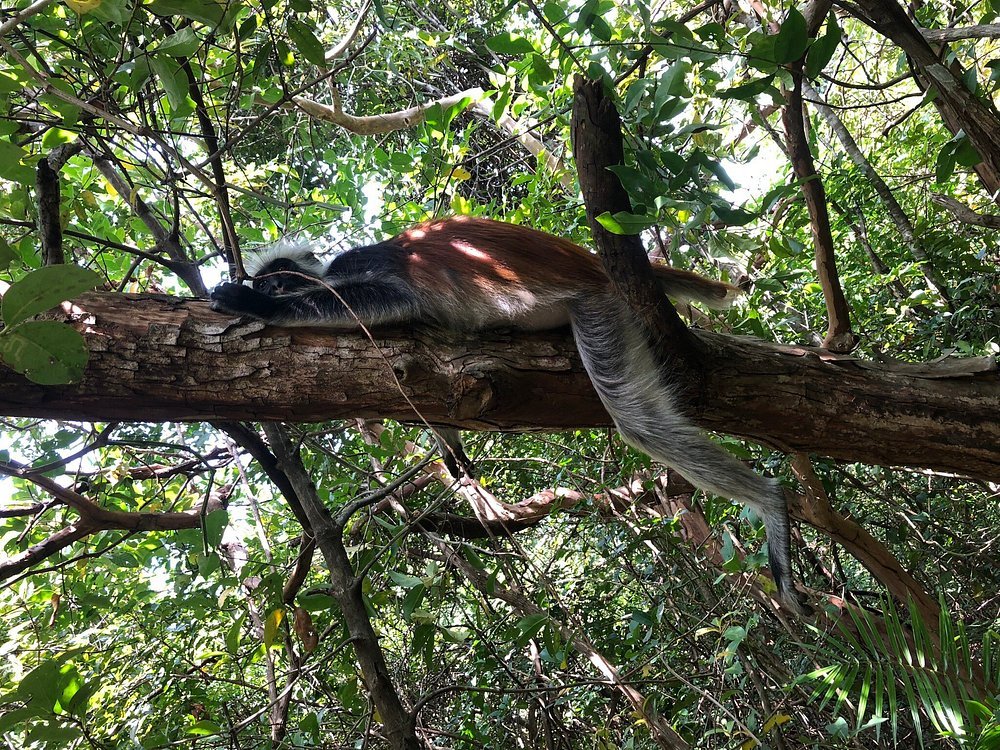 Jozani Forest Tour Zanzibar