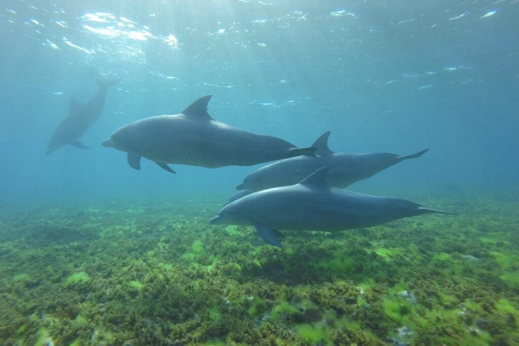 Kizimkazi Dolphin Tour Zanzibar