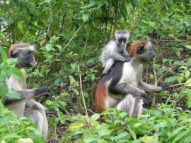 Jozani Forest Tour Zanzibar