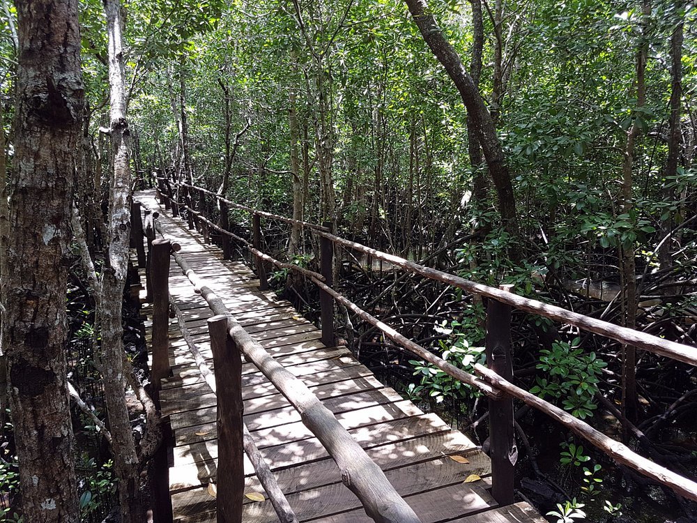 Jozani Forest Tour Zanzibar