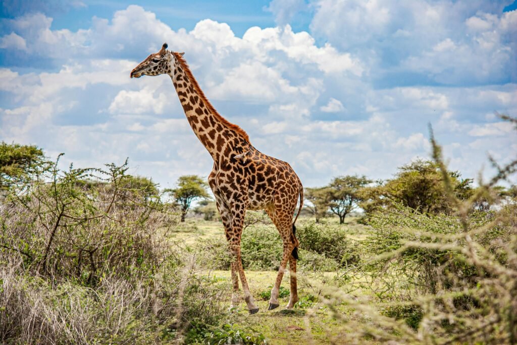 ANNEST KENYA SAFARIS