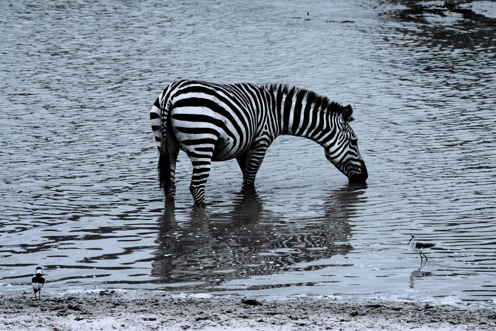 ANNEST KENYA SAFARIS