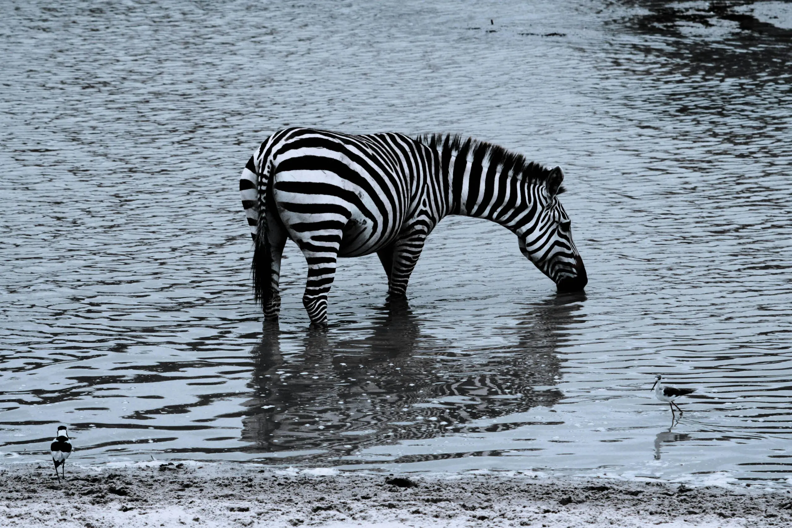 ANNEST KENYA SAFARIS