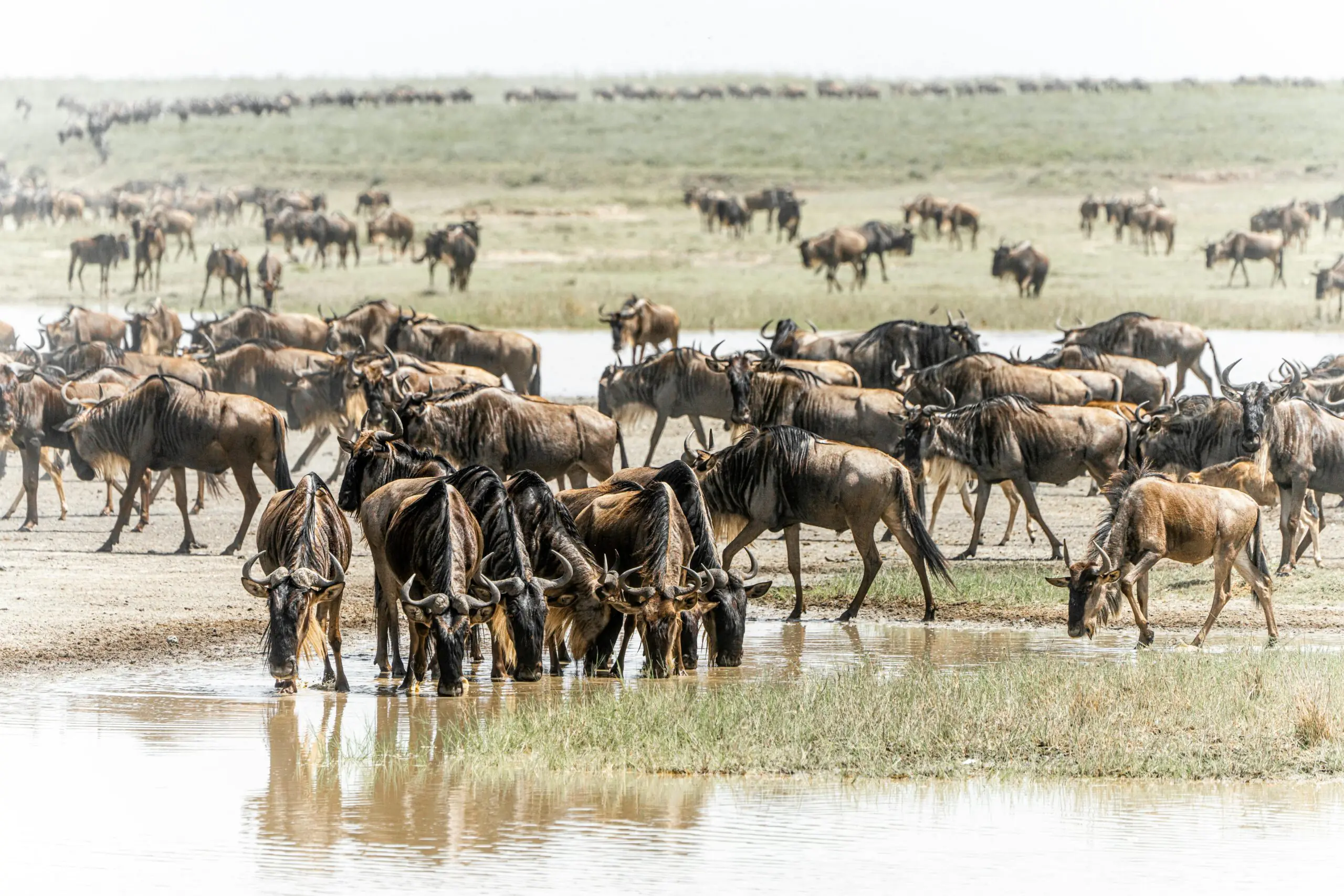 ANNEST KENYA SAFARIS
