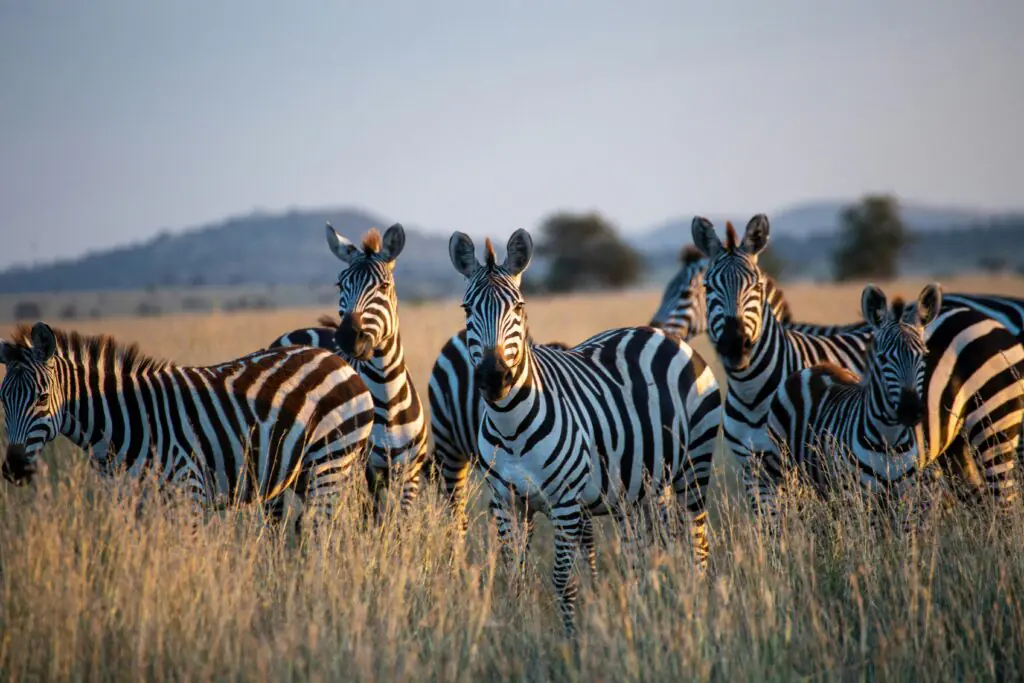 ANNEST KENYA SAFARIS
