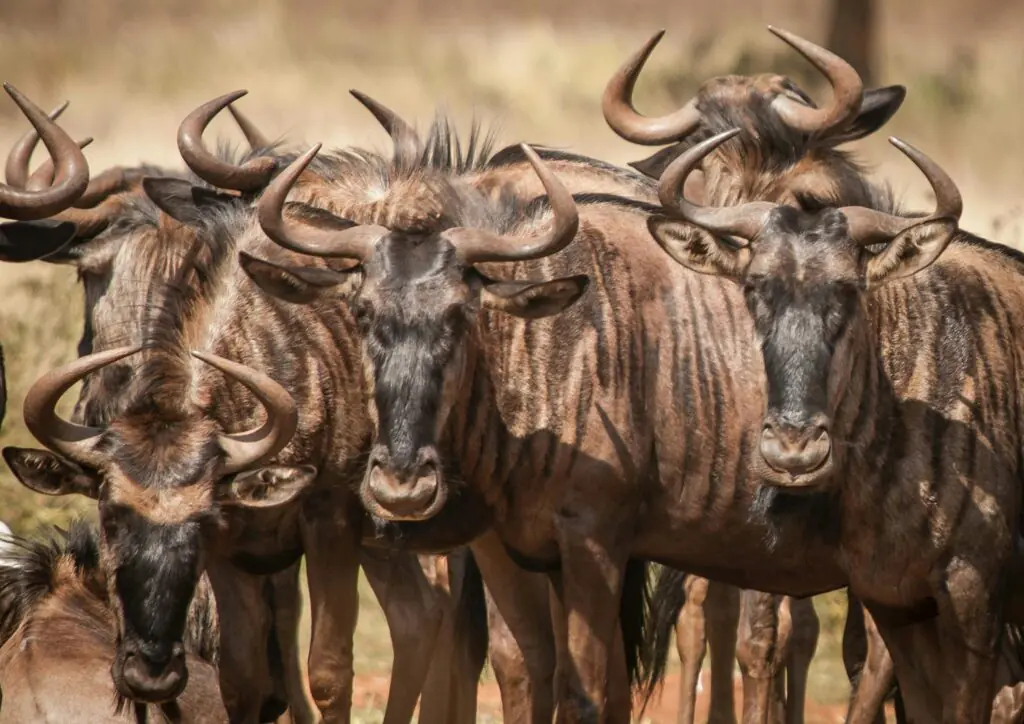 Kenya Safari ANNEST KENYA SAFARIS