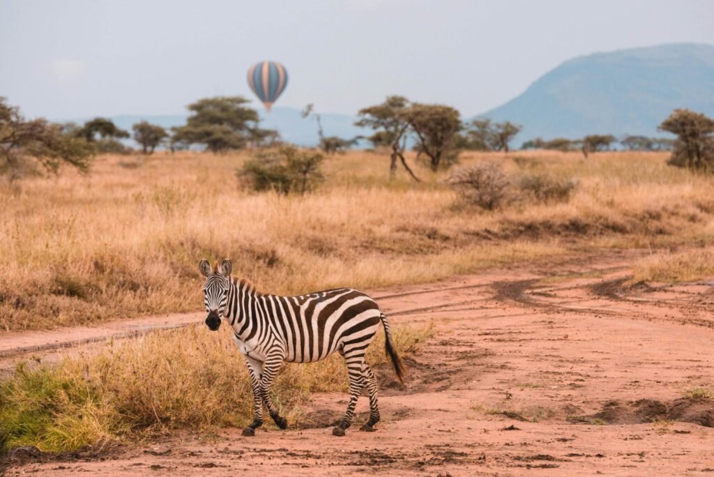 5 Days Kenya Safaris