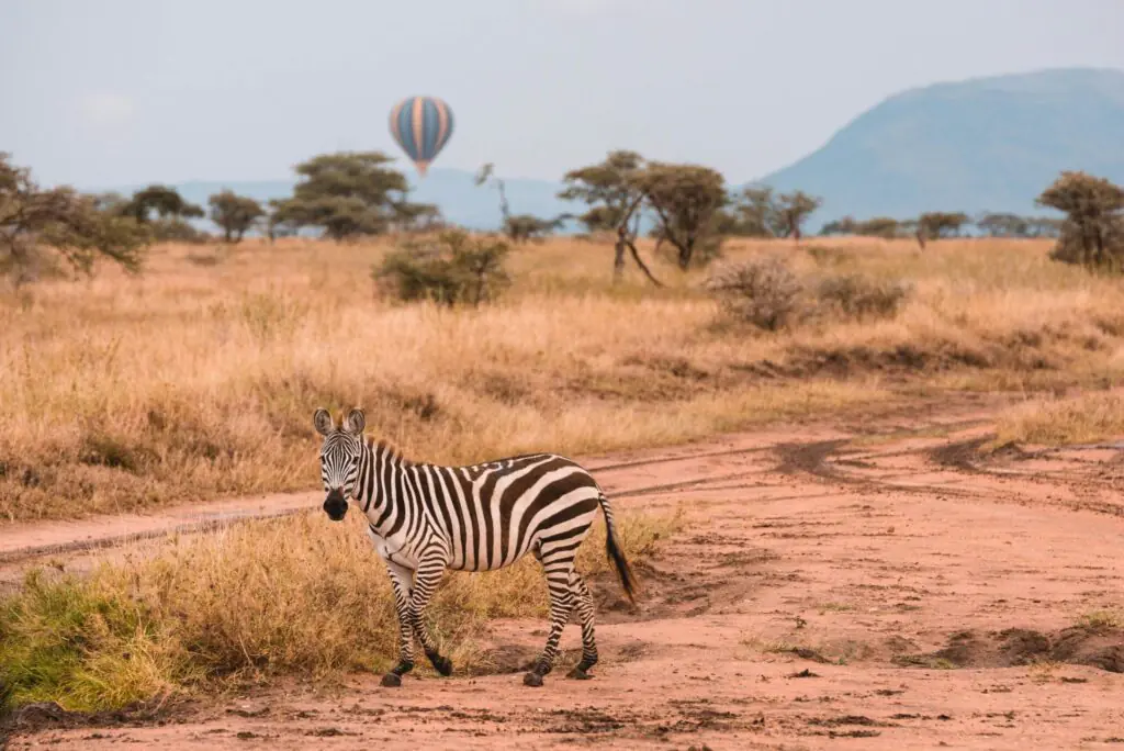 5 Days Kenya Safaris
