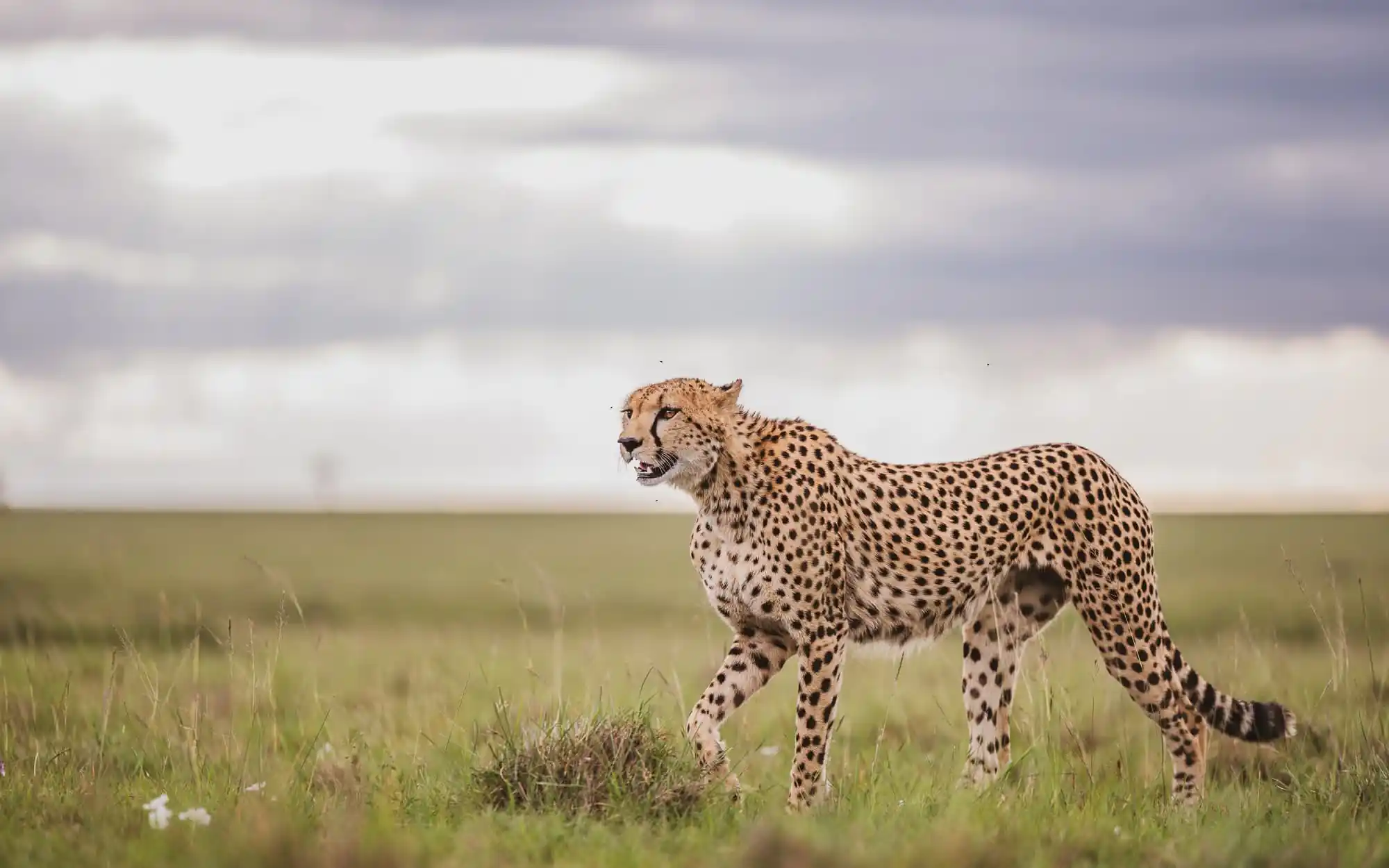 Masai Mara safari with Annest Kenya safaris