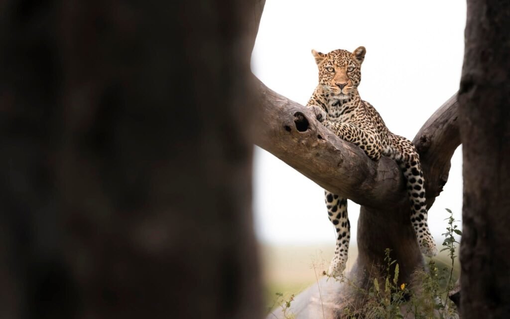 Kenya Safari Packages