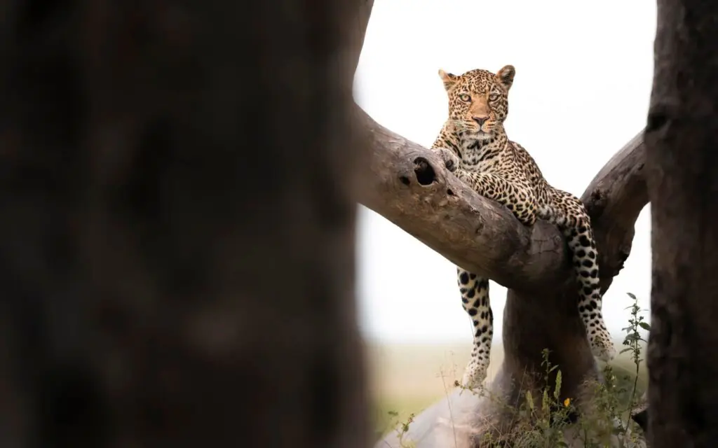 Kenya Safari Packages