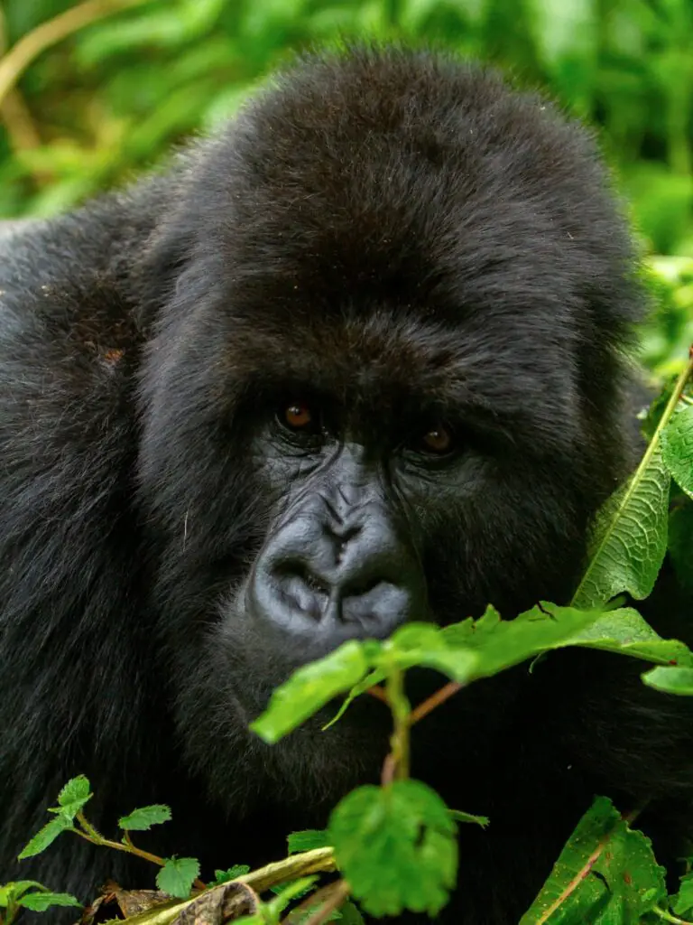 Gorilla Trekking in Uganda