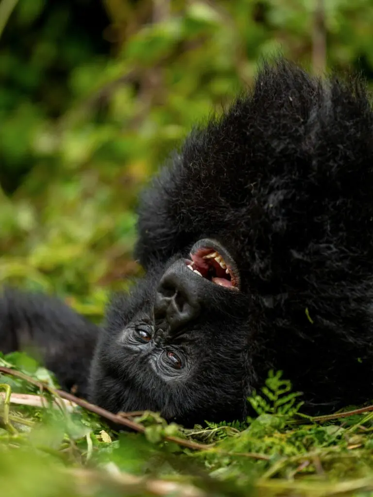 Gorilla Trekking in Uganda