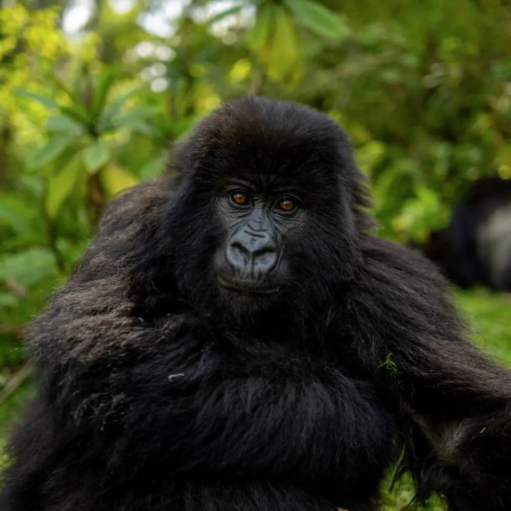Gorilla Trekking in Uganda