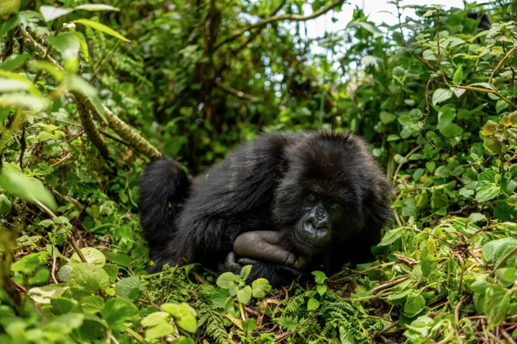Gorilla Trekking in Uganda