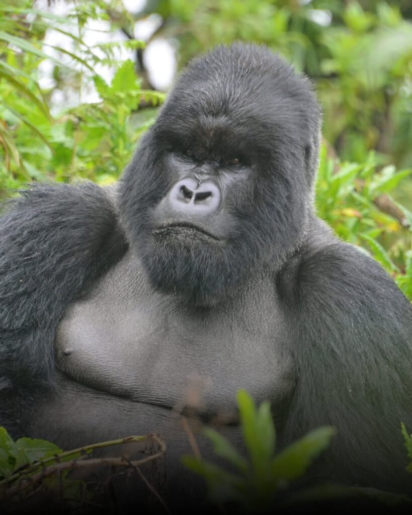 Gorilla Trekking in Uganda