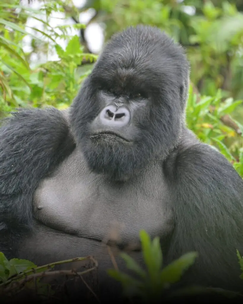 Gorilla Trekking in Uganda