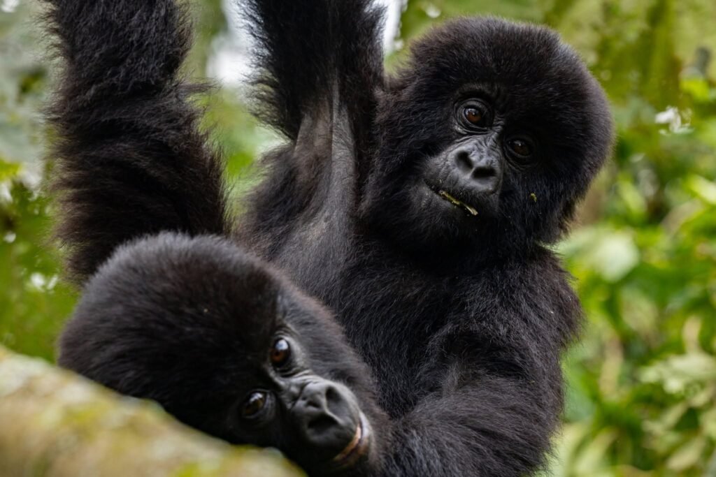 Gorilla Trekking in Uganda