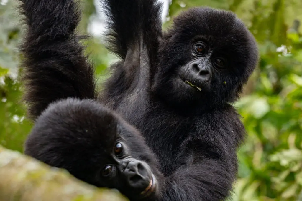 Gorilla Trekking in Uganda