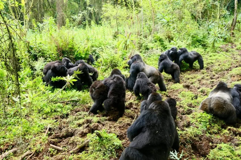 Gorilla Trekking in Uganda