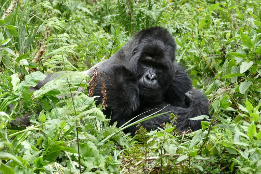 Gorilla Trekking in Uganda
