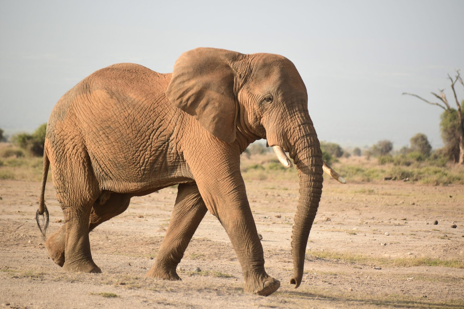 Amboseli safaris