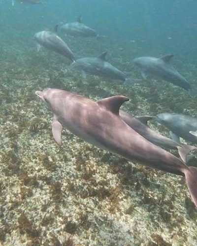 Kizimkazi Dolphin Tour Zanzibar