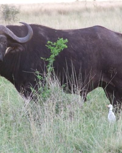 Shimba Hills National Reserve Day Tour