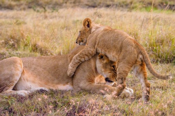 Annest Kenya Safaris