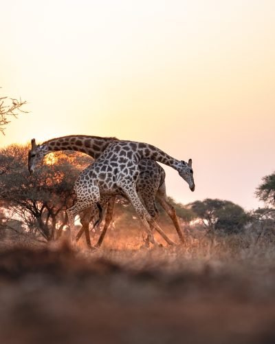 Kenya safari with Annest Kenya safaris