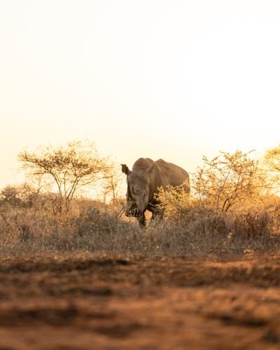 Kenya safari with Annest Kenya safaris