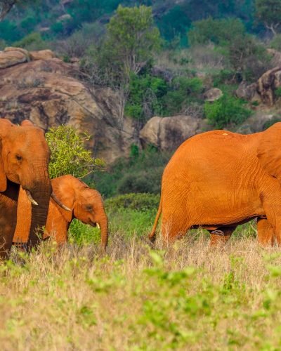 Tsavo East West safari