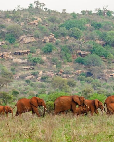 2-Day Tsavo East & Tsavo West Safari from Mombasa | Annest Kenya Safaris