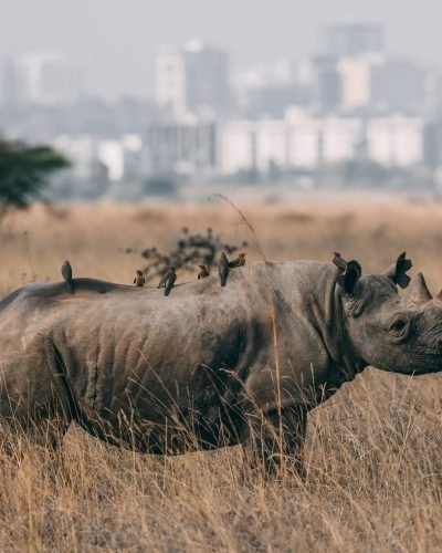 Half-Day Nairobi National Park Tour