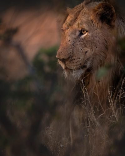 Kenya safari with Annest Kenya safaris