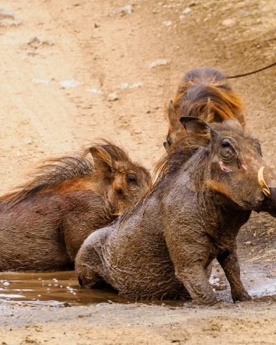 584271347_1158406386419021_5728977151064657696_n