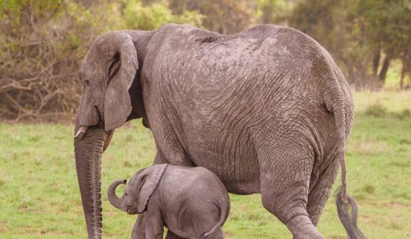 Amboseli-National-Park-Kenya-safaris