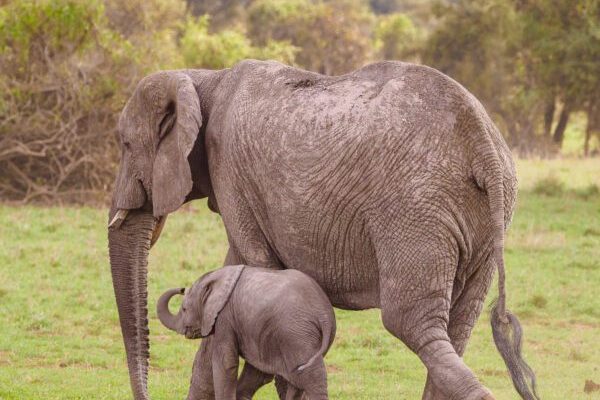 Amboseli-National-Park-Kenya-safaris