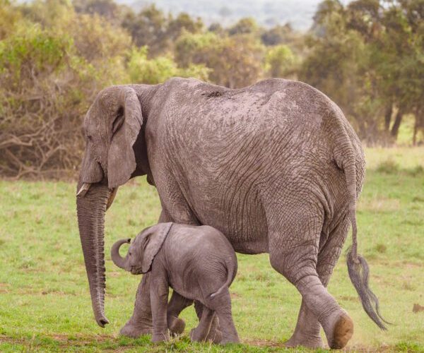 Amboseli-National-Park-Kenya-safaris