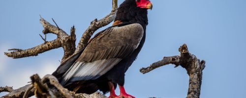 BIRD WATCHING ANNEST KENYA SAFARIS