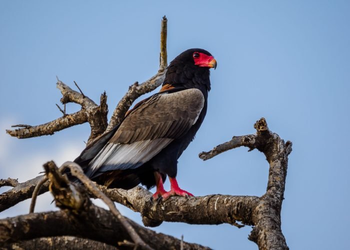 BIRD WATCHING ANNEST KENYA SAFARIS