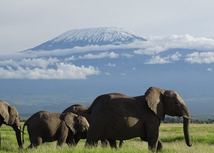 Amboseli safaris